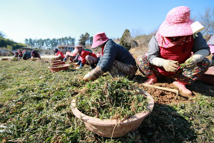 20일 충남 태안군 태안읍 일원 황토밭에서 아낙네들이 냉이를 수확하고 있다.(사진=태안군청)