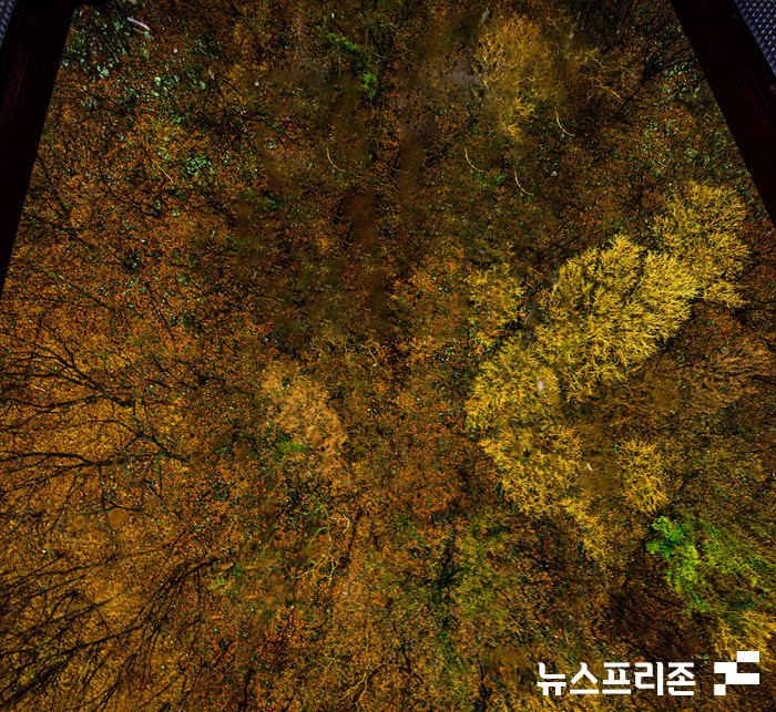 케이불카 크리스탈캐빈 강화유리 밑으로 보이는 노자산 자연