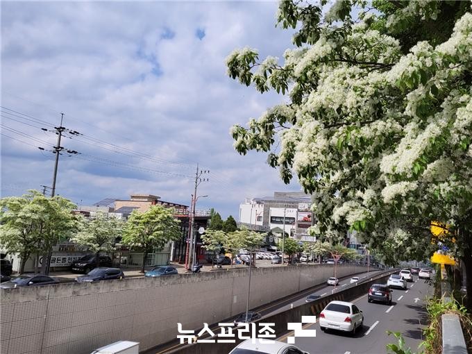 5월을 맞아 활짝 핀 대구시 남구 앞산순환도로 이팝나무 가로수/사진=서삼봉 기자
