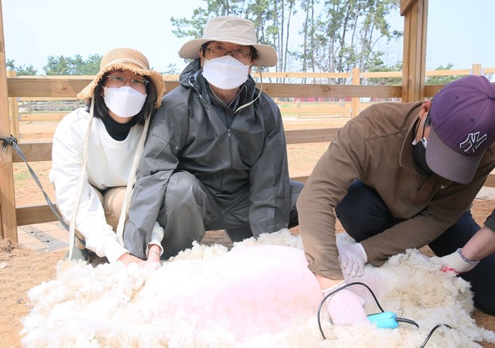 상하농원 방문객들이 양털깎는 체험을 하고 있다. (사진=매일홀딩스)