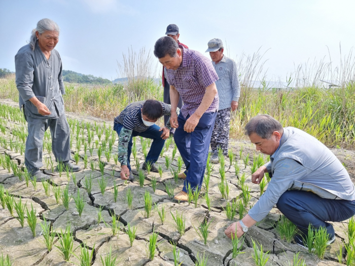 박정수 목포농협 조합장이 관내 농경지를 방문해 가뭄피해 현장을 확인하고 있다.