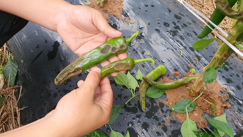 충남 서천군농업기술센터가 고추 탄저병 피해 예방을 위한 재배포장의 철저한 관리를 당부했다.(사진= 서천군청)