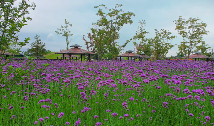 평택 농업생태원에 백일홍 및 버베나 조성된 꽃밭이 방문객들에게 아름다움을 선사한다.(사진=평택시)