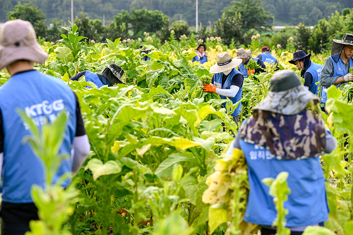 KT&G 임직원들이 지난 5일 경북 문경시 가은읍에 위치한 잎담배 농가를 방문해 수확 봉사를 하고 있다. (사진=KT&G)