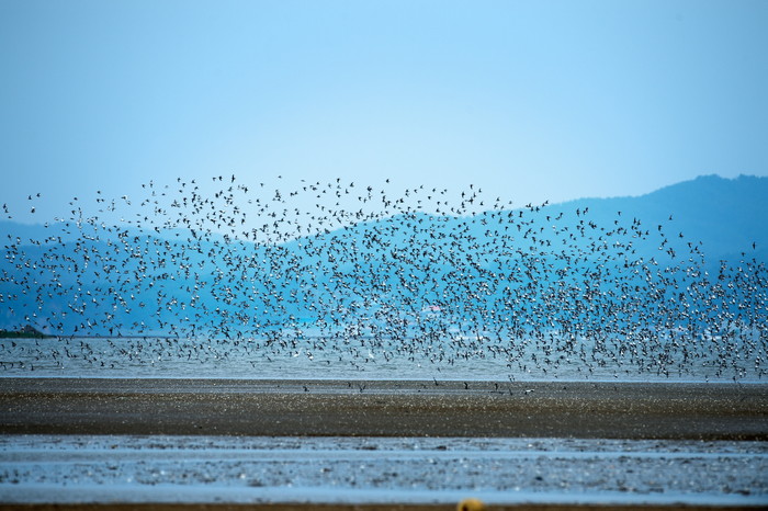 서천 갯벌에서 철새들이 펼치는 군무장면.(사진= 서천군청)