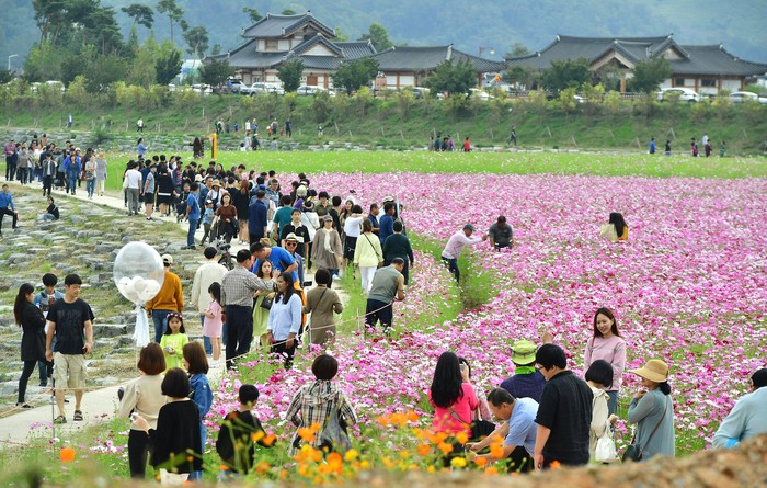 황룡강 가을꽃축제장을 찾은 관광객 모습