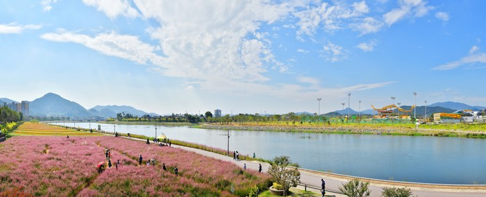 황룡강에 식재된 갖가지 가을꽃이 관광객을 유혹하고 있다.