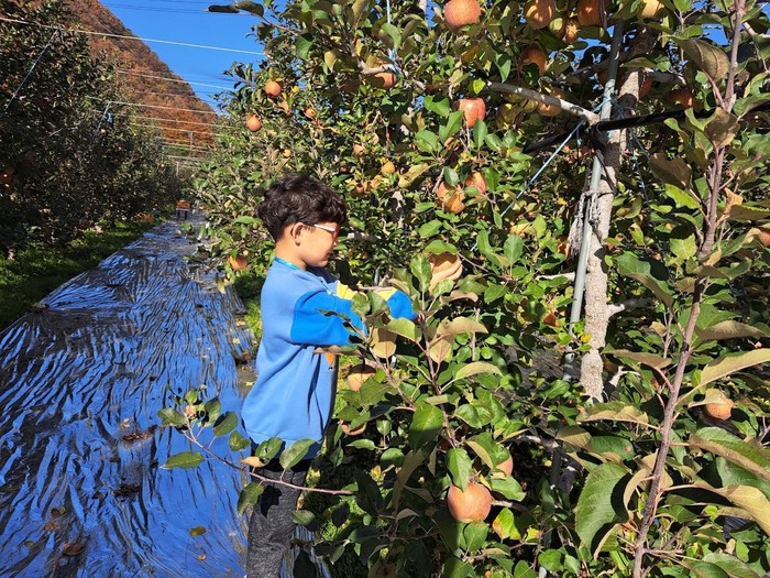 양산 원동 배내골 한 사과농장의 사과나무에 잘 익은 사과가 주렁주렁 달려있다. ⓒ양산시