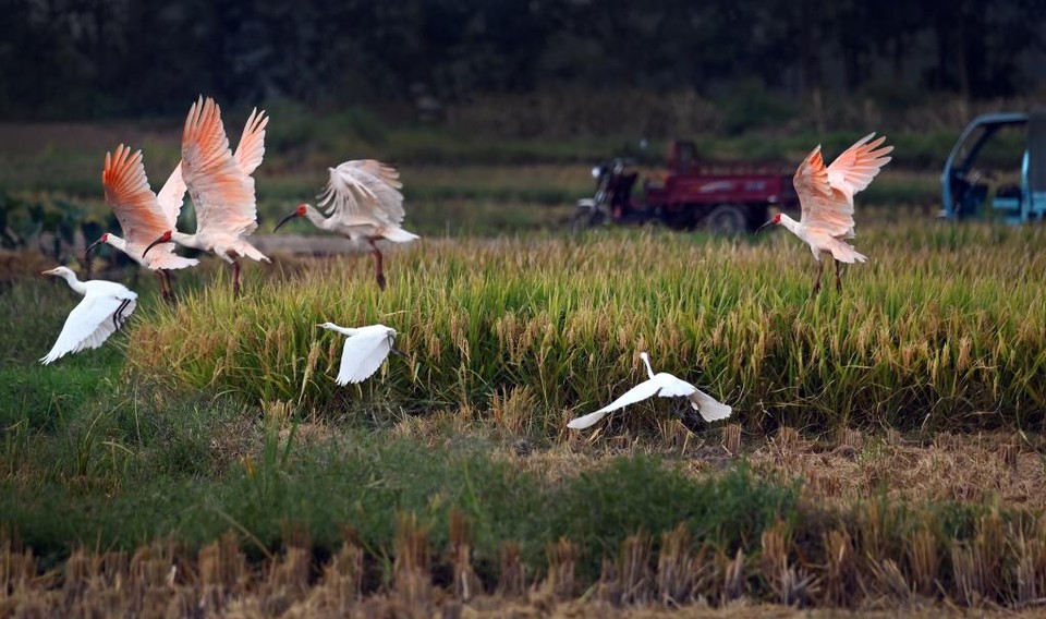 따오기와 백로가 지난 9월 10일 산시 한중(漢中)시의 논 위를 날고 있는 모습. (사진/신화통신)
