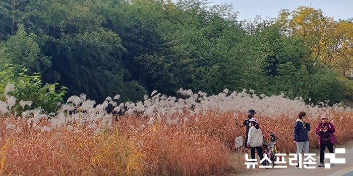 서울 청계천 갈대 숲을 지켜 보고 있는 시민들 모습
