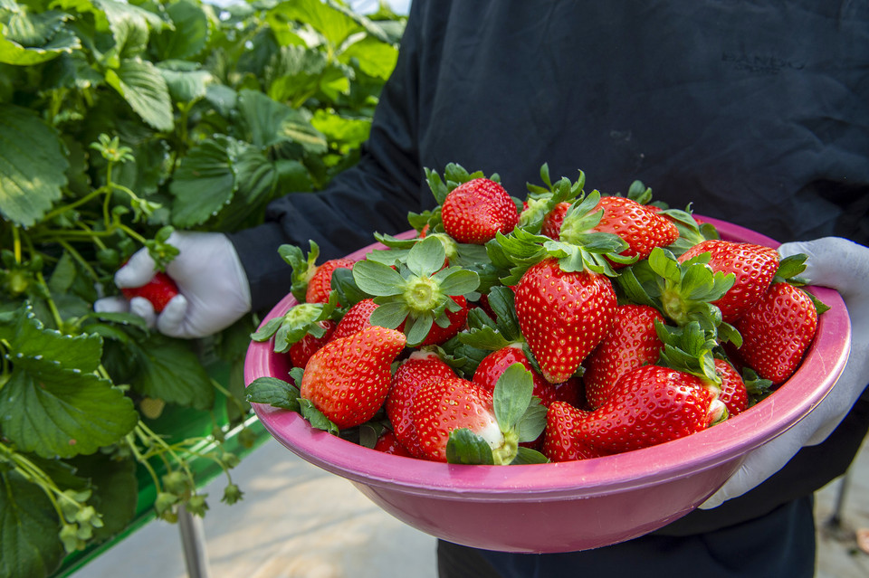 충남 홍성군과 농업회사 헤테로가 공동 개발한 신품종 딸기 '홍희'가 출하를 시작했다.(사진=홍성군청)