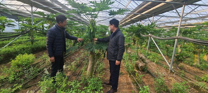 김종핵 창원시 농업기술센터 소장이 아열대 과수 재배농가를 방문하고 있다.(사진=창원시)