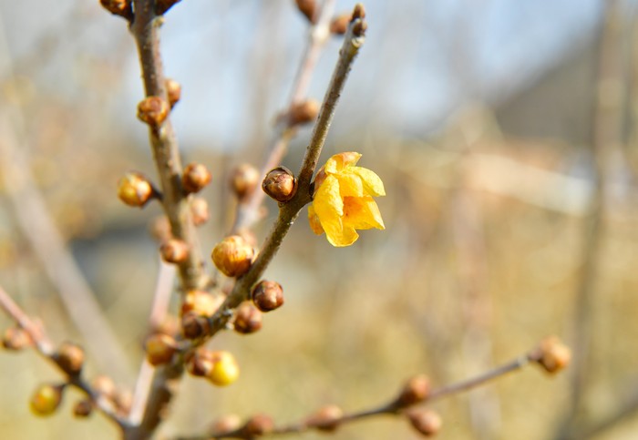 황룡강 상류에 ‘봄의 전령사’ 황설리화가 노란 꽃망울을 살포시 내밀었다(사진=장성군)