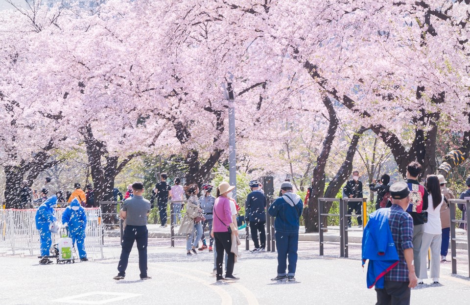 영등포구가 지난 2022년 일부 벚꽃길을 개방했던 여의도 봄꽃축제에서 시민들이 꽃을 만끽하고 있다. (사진=영등포구청 제공)