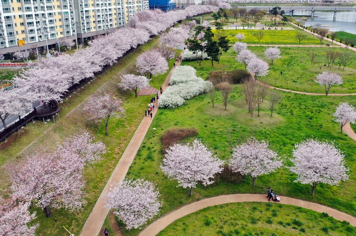 삼문동 수변공원을 따라 피어있는 벚꽃 전경.(사진=밀양시)