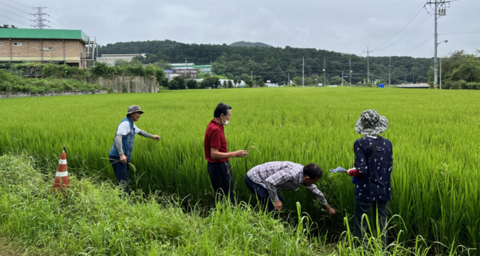 용인특례시가 올해 고품질 백옥쌀을 생산하기 위해 13억 5000여 만 원을 투입한다.(사진=용인특례시)