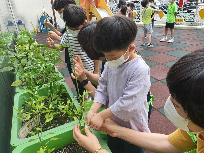 창원시 농업기술센터가 시행하고 있는 베란다, 옥상 등을 활용한 ‘텃밭상자 분양사업’에 어린이들이 작물을 재배하고 있다.(사진=창원시)