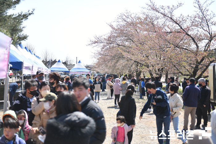 ​설악벚꽃 축제장을 찾아 봄을 만끽하고 있는 시민과 관광객​