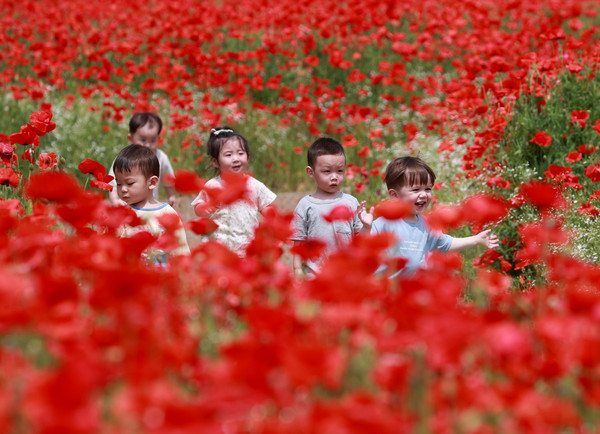 함양군 상림공원에서 양귀비꽃이 활짝피어 신나는 어린이들 (사진 함양군)