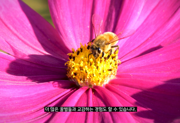 사진: '꿀벌을 위하여' 한국어 영상 장면 [서경덕 교수 SNS 캡처]