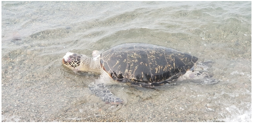사진: 우리나라 연안에 서식하는 바다거북 10마리 가운데 8마리가 플라스틱을 섭취한 것으로 나타났다.육상에서 바다로 유입된 포장재나 어로 과정에서 나오는 쓰레기를 주로 먹었다.