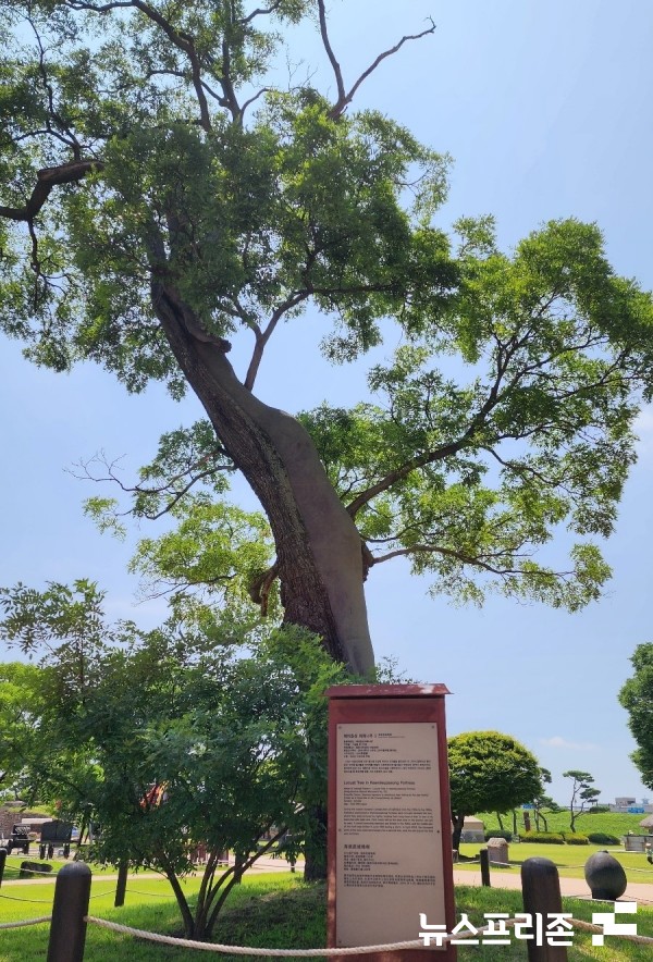 해미읍성 중앙에 자리한 350년 수령의 회화나무. '호야나무'라는 이름으로 불린다. 천주교 신자를 매단 철사자국이 어렴풋이 남아 있어 천주교 박해의 아픔을 간직한 나무다.