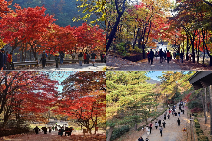 서울대 관악수목원 이미지