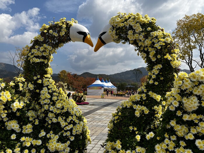 거창 창포원 국화를 비롯한 수십만본의 가을꽃이 나들이객을 기다리고 있다.(사진=거창군)