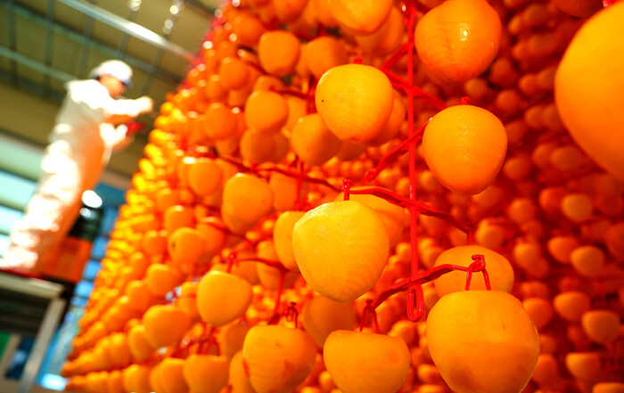 산청군 곶감말리기 작업 한창 .(사진=산청군)