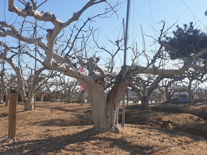 한국임업진흥원에 의뢰해 감정한 100년 된 창원 단감나무.(사진=창원시) 