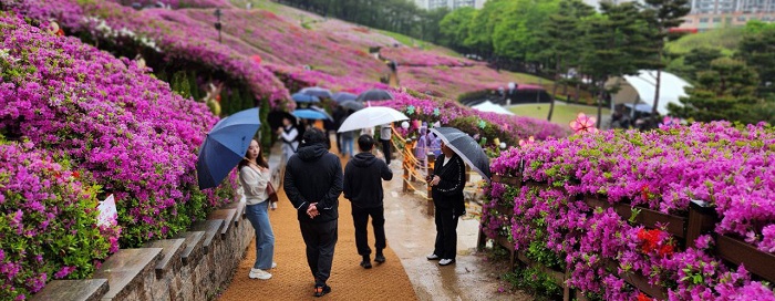 재10회 군포철쭉축제가 시작된 지난 20일 비가 내리는 가운데 철쭉동산을 거닐고 있는 관광객들의 모습이 보인다. (사진=김현무 기자)