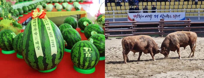 18일 토요애수박축제 수박 품평회와 민속 소힘겨루기대회 모습.(사진=의령군)