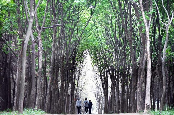 곰솔누리숲을 걷고 있는 시민들 (사진=시흥시)
