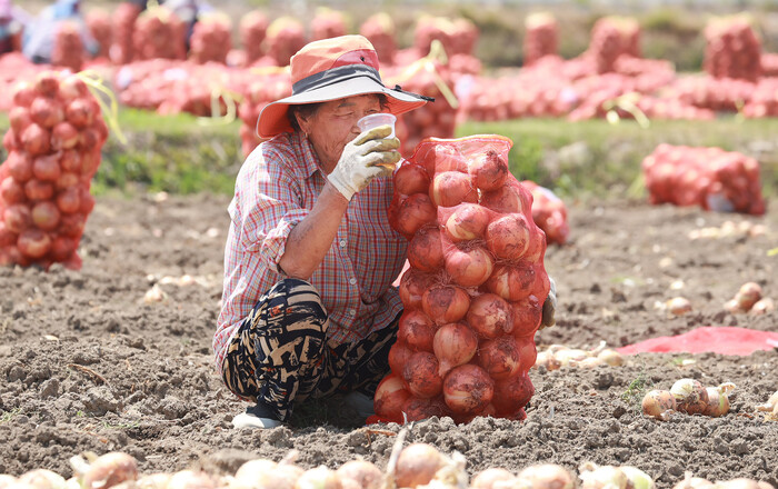 함양군 함양읍 한들 양파 논에서 양파 수확 모습.(사진=함양군)  