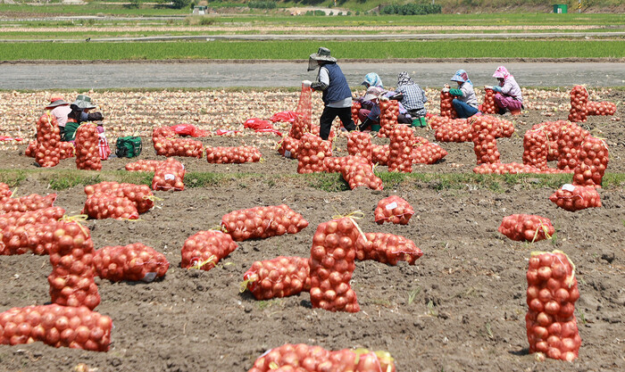 함양군 함양읍 한들 양파 논에서 양파 수확 모습.(사진=함양군)  