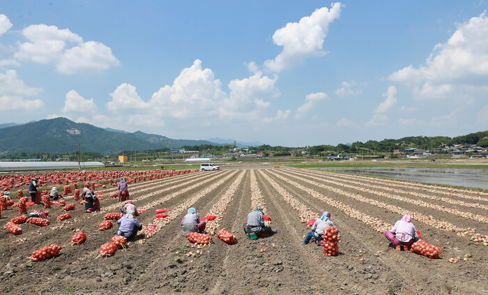 함양군 함양읍 한들 양파 논에서 양파 수확 모습.(사진=함양군)  