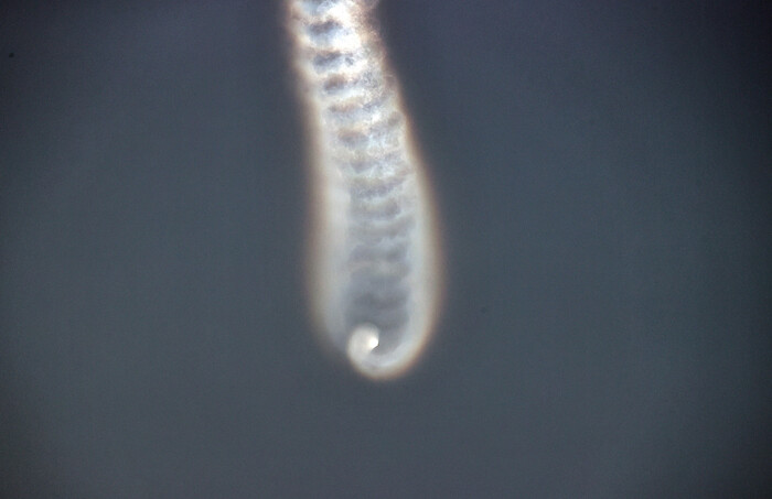 북한이 공개한 개별기동 기만체 분리 사진(사진=노동신문 갈무리)