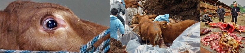 소와 중국의 문화모습