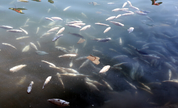 바다 위 집단 폐사한 물고기