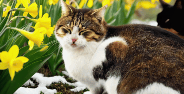 파어이플라이로 생성한 동영상. 명령글(프롬프트)은 현재 영어만 입력된다. "warm spring scene, fresh flowers blooming under a little melting snow, peaceful cats yawning and watching flowers in the garden, 4k, cinematic, super-realistic" (이미지=뉴스프리존)
