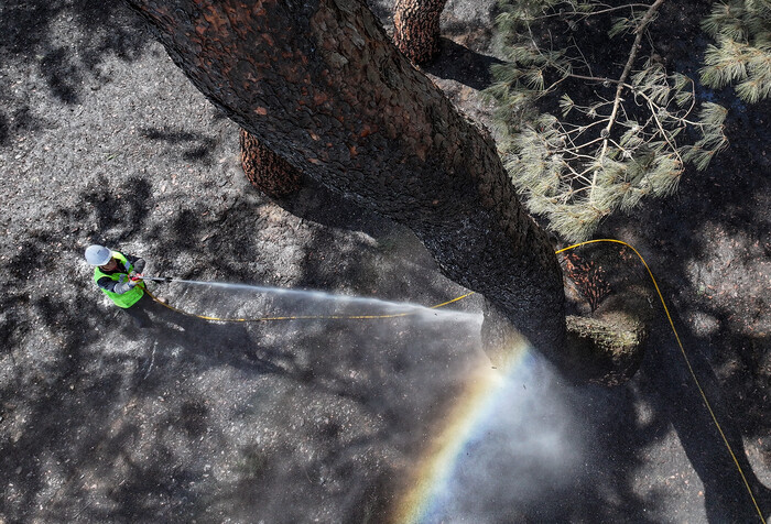 31일 경북 안동시 임하면 개호송 숲 일부가 산불에 피해를 본 가운데 수목치료업체에서 까맣게 탄 소나무를 세척하고 있다. (사진=연합뉴스)