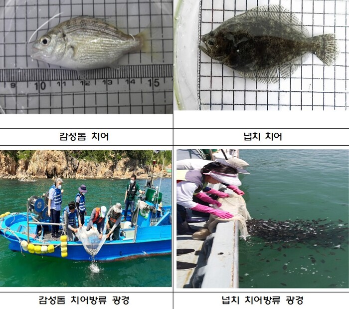 부산시 수산자원연구소, ‘어린 감성돔, 넙치 51만 마리’ 방류