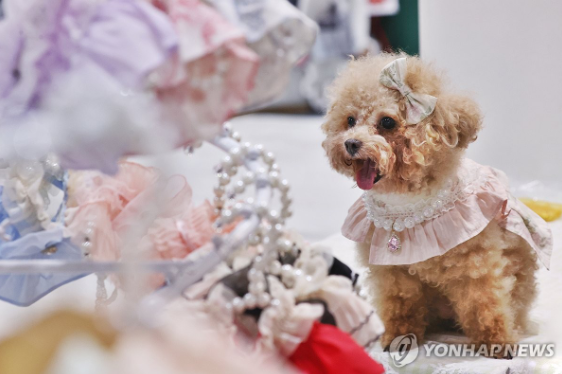 지난해 9월 27일 서울 강남구 세텍(SETEC)에서 열린 2024 서울펫쇼에서 반려견이 옷을 입고 사진을 찍고 있다. (사진=연합뉴스)