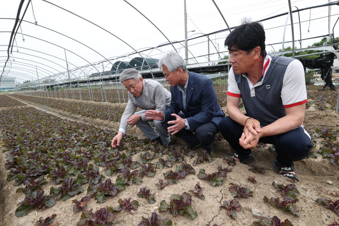 강호동 농협중앙회장(왼쪽)이 지난 13일 부산 강서구 대저동 상추 농가를 방문해 생육상황을 점검했다.(사진=농협중앙회)