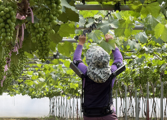 한 농민이 현대차·기아 로보틱스랩이 개발한 ‘엑스블 숄더’를 착용한 채 포도밭에서 일하고 있다. (사진=현대차·기아 제공)