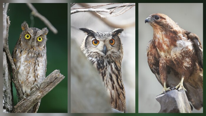 왼쪽부터 소쩍새, 수리부엉이, 황조롱이.(사진=당진시청)