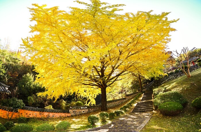 함안향교 앞마당 은행나무.(사진=함안군 문화공보체육과)