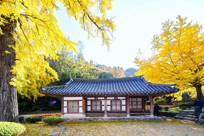 함안향교 앞마당 은행나무.(사진=함안군 문화공보체육과)