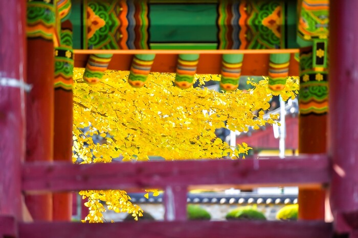 함안향교 앞마당 은행나무.(사진=함안군 문화공보체육과)