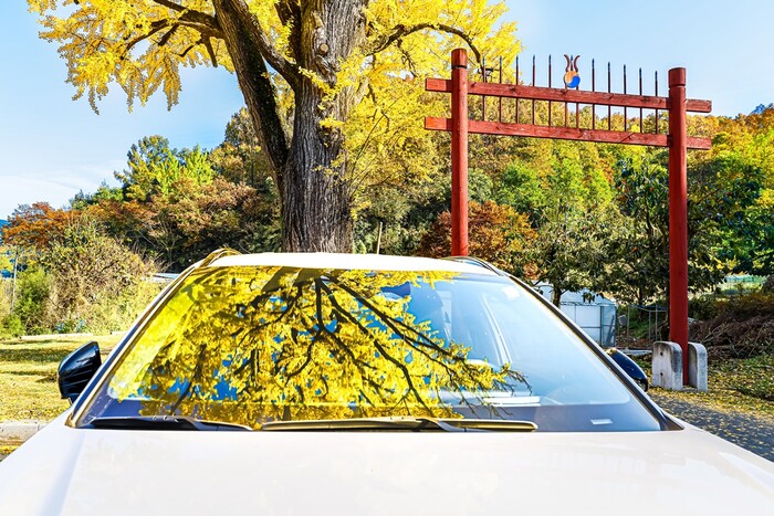 함안향교 앞마당 은행나무.(사진=함안군 문화공보체육과)